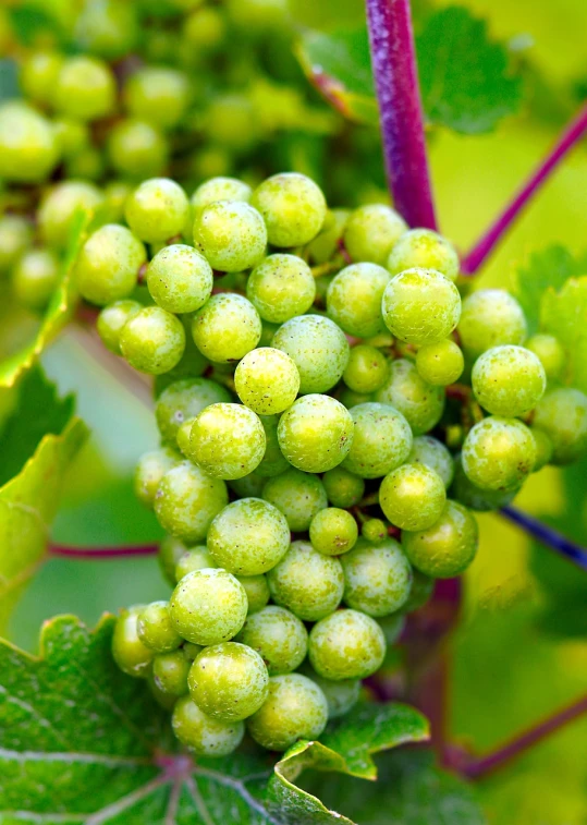 a close up of a bunch of grapes on a tree, by Karl Völker, flickr, summer morning dew, 1 6 x 1 6, full of greenish liquid, color”