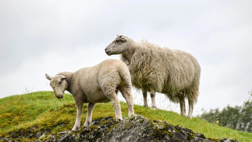 a couple of sheep standing on top of a lush green hillside, a picture, by John Atherton, pixabay, overcast, sheep wool, the second… like a calf, standing beside a sea sheep