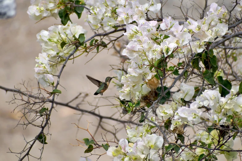 a hummingbird sitting on a branch with white flowers, a photo, by Linda Sutton, arabesque, in the middle of a small colony, desert flowers, loosely cropped, overhead