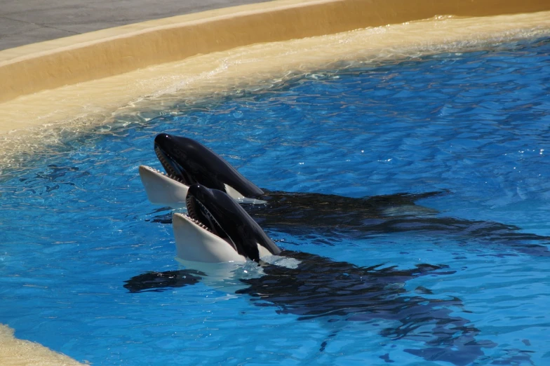 two orca whales playing in a pool of water, flickr, beutiful!, pet animal, watch photo