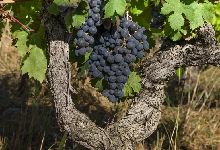 a close up of a bunch of grapes on a vine, figuration libre, high quality product image”