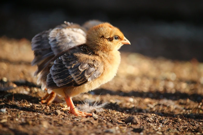 a close up of a small bird on the ground, by Shen Quan, flickr, renaissance, freckles on chicks, golden morning light, chicken feather armor, very cute and childlike