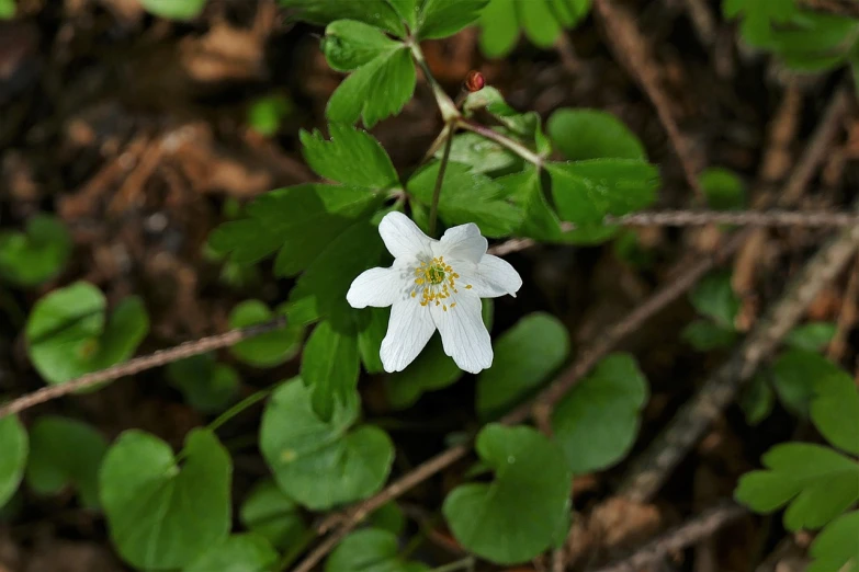 a white flower sitting on top of a green plant, by Jan Henryk Rosen, hurufiyya, looking down at the forest floor, four leaf clover, princess 'kida' kidagakash, [sirius]