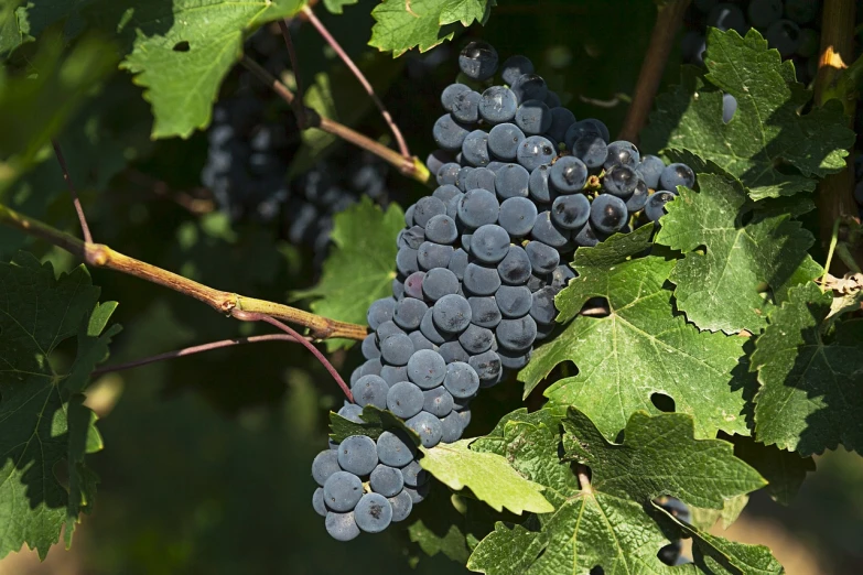 a close up of a bunch of grapes on a vine, by Joseph von Führich, flickr, 1 6 x 1 6, black, with vegetation, full subject shown in photo