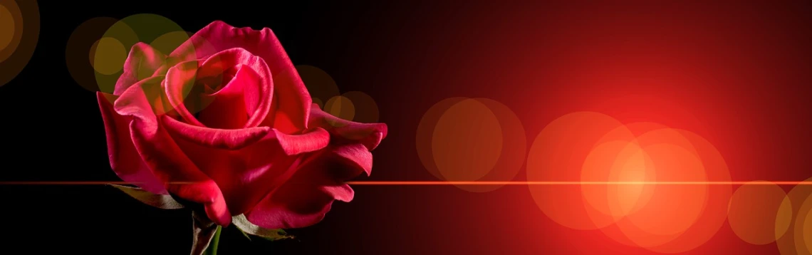a red rose with blurry lights in the background, digital art, pixabay contest winner, digital art, from the side, simple red background, making love, slide show