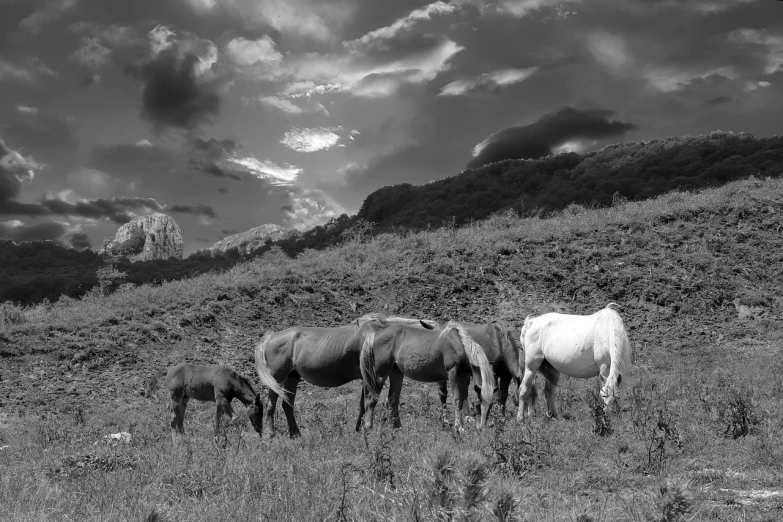 a herd of horses standing on top of a grass covered field, a black and white photo, fine art, maui, godrays at sunset, infrared photography, on the mountain