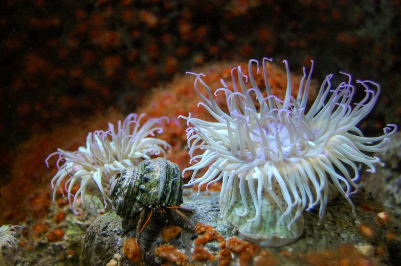 a couple of sea anemons sitting on top of a rock, by Gwen Barnard, flickr, some tentacles are touching her, aquarium, flower, intense albino