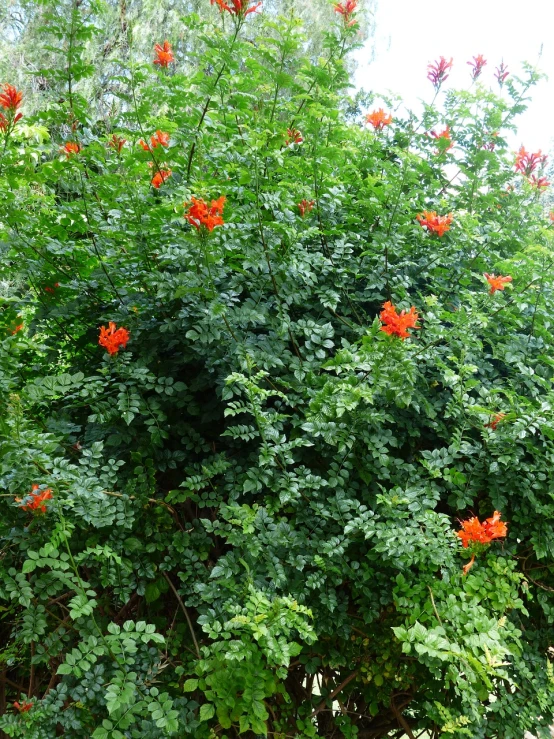 a bush with red flowers and green leaves, by Joy Garnett, hurufiyya, honeysuckle, orange fluffy spines, around 1 9 years old, acanthus