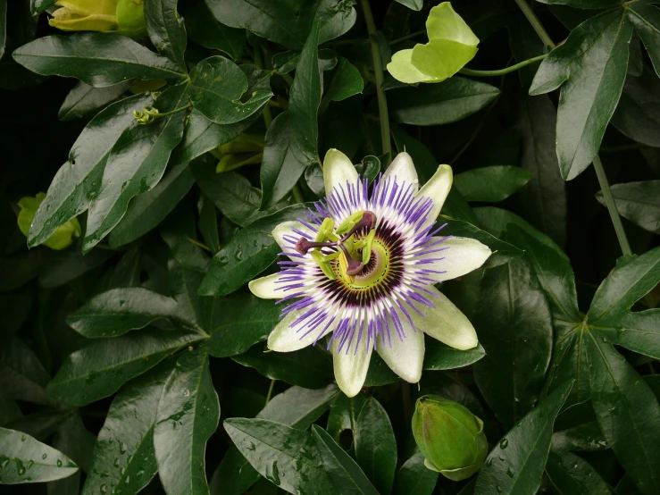 a close up of a flower on a plant, by Robert Brackman, flickr, hurufiyya, passion fruits, porcelain skin ”, purple and blue and green colors, on flickr in 2007