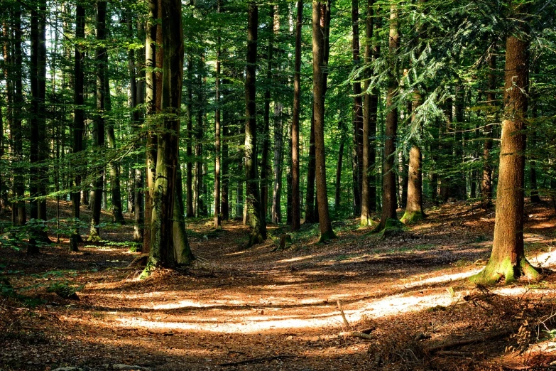 a dirt path in the middle of a forest, a photo, by Juergen von Huendeberg, ((trees)), hemlocks, late afternoon sun, with a small forest