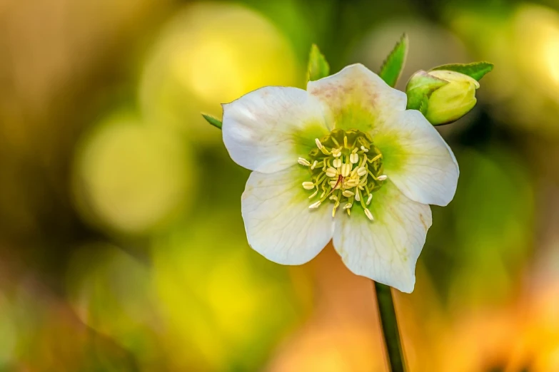 a close up of a flower with a blurry background, inspired by Frederick Goodall, romanticism, light greens and whites, winter vibrancy, symmetric!, coronation of the flower prince