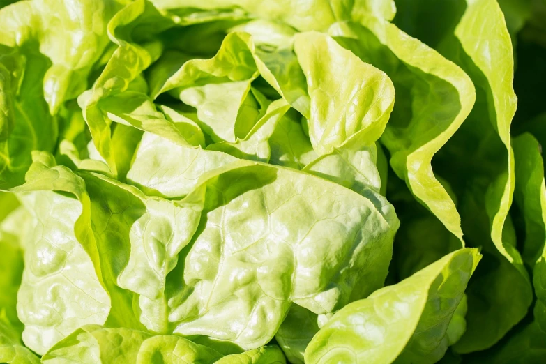 a close up of a lettuce plant with green leaves, high quality product image”