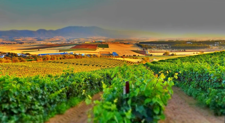 a view of a vineyard with mountains in the background, pixabay contest winner, precisionism, israel, saturated colorized, wide view of a farm, in the early morning