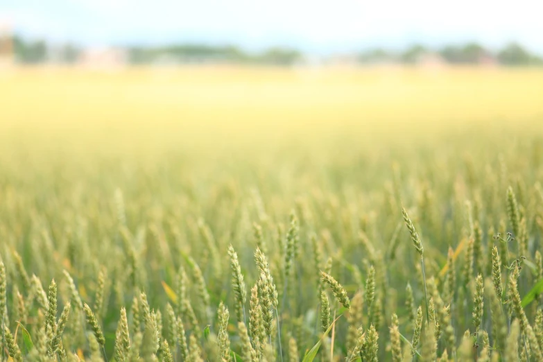 a field of green grass with buildings in the background, a tilt shift photo, immense wheat fields, close up of iwakura lain, modern high sharpness photo