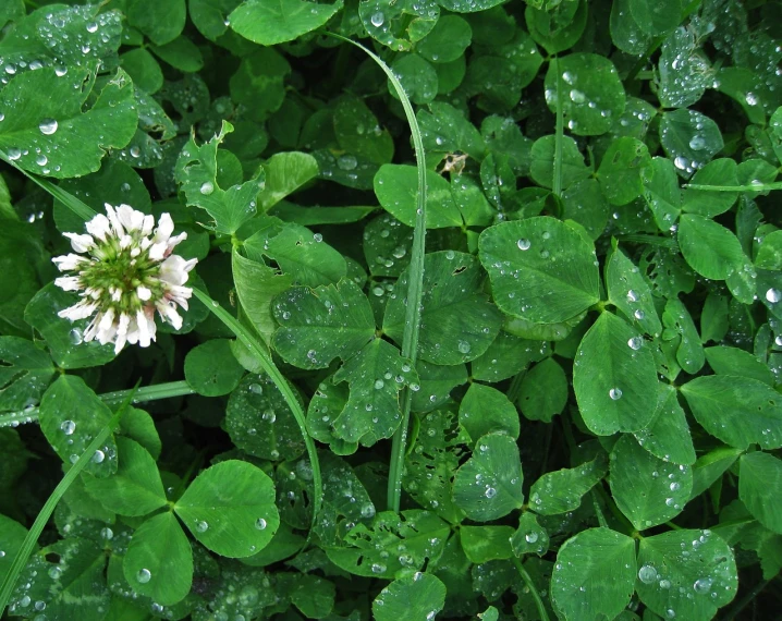 a white flower sitting on top of a lush green field, a photo, renaissance, four leaf clover, lots of raindrops, wet grass and stones, celtics