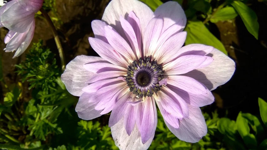 a close up of a flower on a plant, flickr, anemones, light purple, very sharp detail, afternoon sunshine