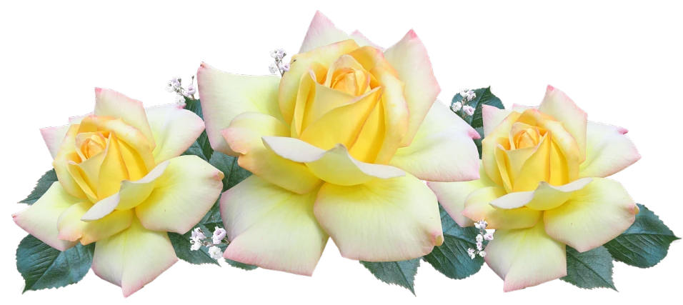 a group of yellow roses sitting next to each other, a digital rendering, by Robert Thomas, flickr, flower tiara, ultrafine detail ”, pink rose, trio