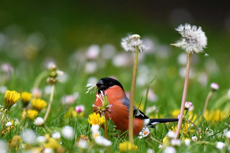 a bird that is sitting in the grass, by Dietmar Damerau, pixabay contest winner, figuration libre, picking flowers, meat and lichens, warm colors--seed 1242253951, local conspirologist