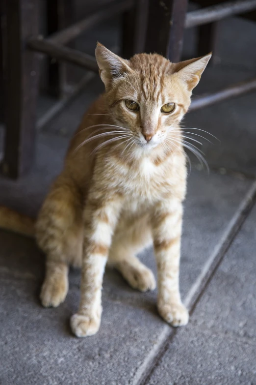 a cat that is sitting on the ground, a portrait, flickr, getty images, old male, slightly pixelated, portrait of tall
