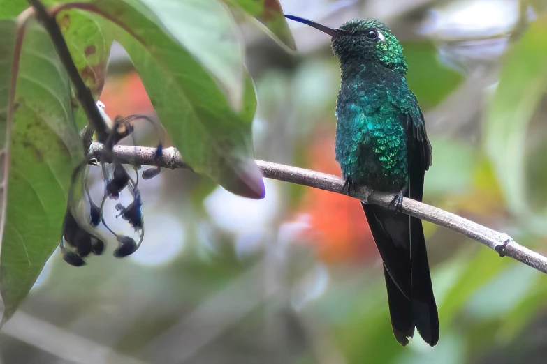 a green bird sitting on top of a tree branch, a photo, flickr, hurufiyya, bee hummingbird, glossy flecks of iridescence, deep colours. ”