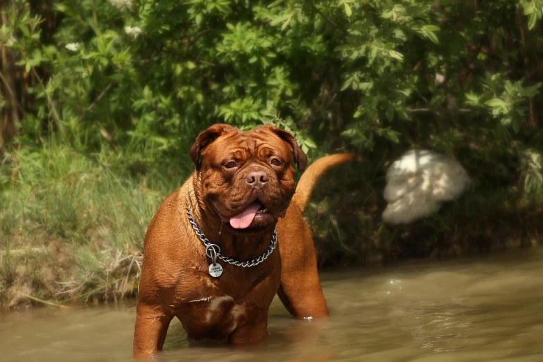 a dog that is standing in some water, renaissance, goron brute, reddish, super buff and cool, creek