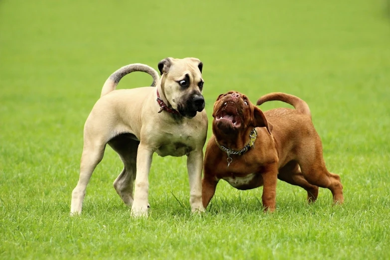 a couple of dogs standing on top of a lush green field, by Harold von Schmidt, shutterstock, snarling dog teeth, walking at the park, wrinkly, that resembles a bull\'s
