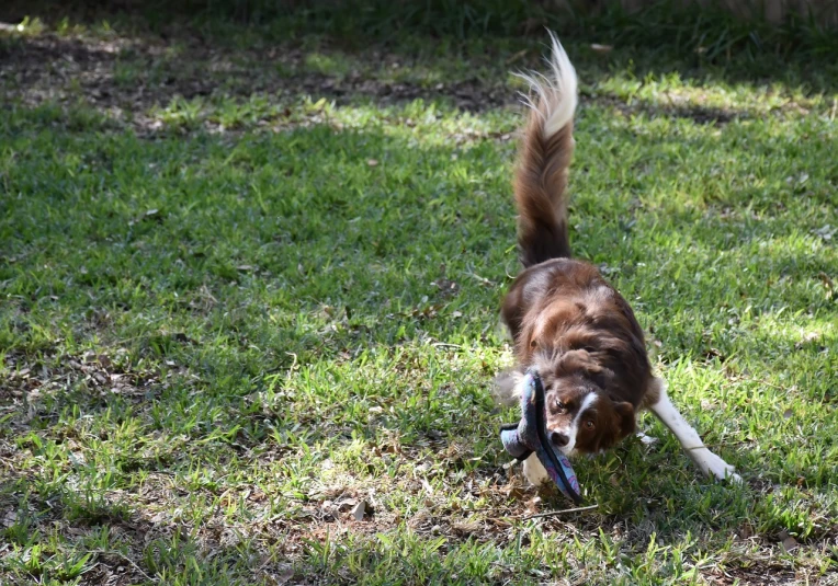 a brown and white dog carrying a frisbee in its mouth, flickr, long trunk holding a wand, 1/1250sec at f/2.8, aussie, he has a pistol!!