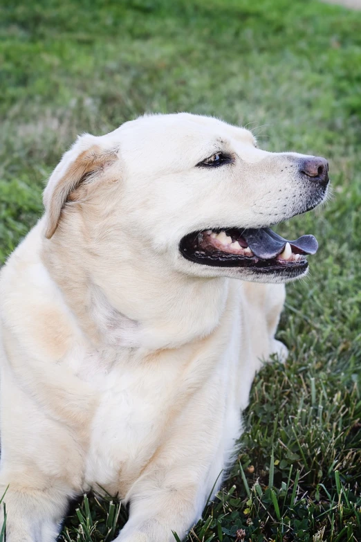 a large white dog laying on top of a lush green field, closeup of the face, profile picture 1024px, lab in the background, nikolay