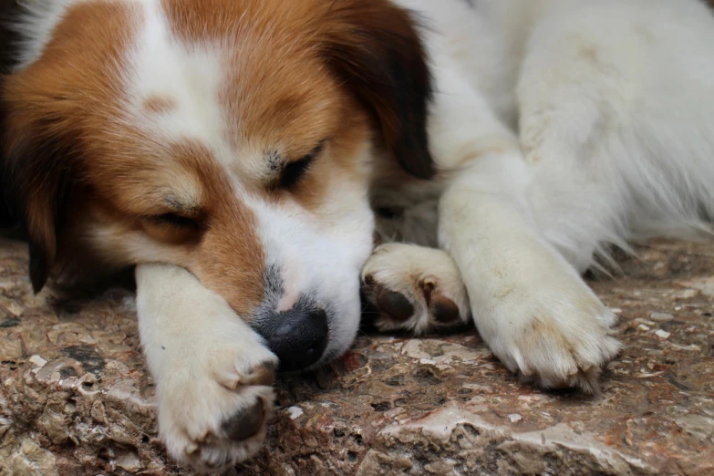 a brown and white dog laying on top of a rock, shutterstock, romanticism, crying eyes closed!, paws on wheel, exhausted face close up, small chin