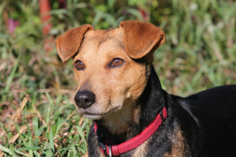 a brown and black dog laying in the grass, a portrait, inspired by Elke Vogelsang, pixabay, shin hanga, jack russel dog, headshot of young female furry, scarlet, sun is shining