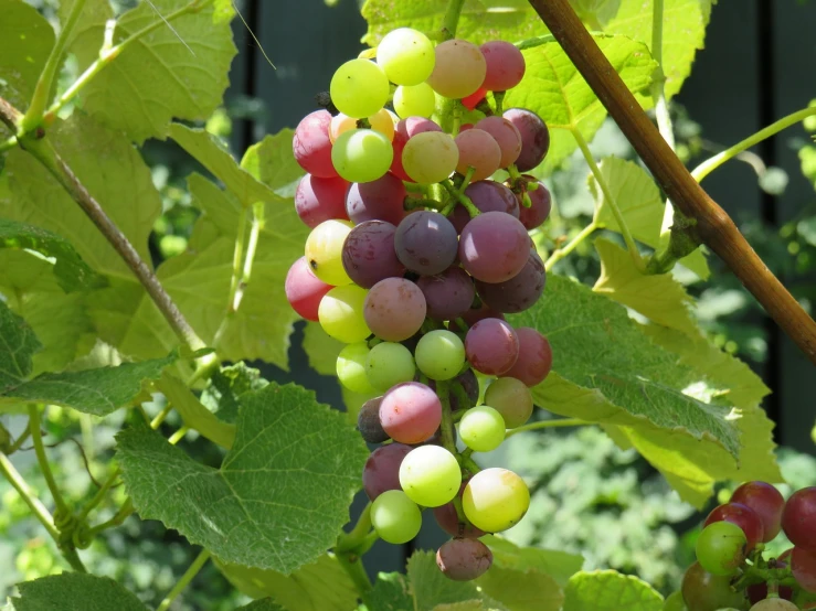 a close up of a bunch of grapes on a tree, by Karl Völker, flickr, bauhaus, sfw version, summer morning, coloured, gardening