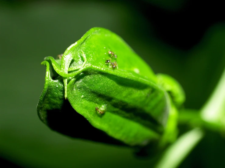 a green bug sitting on top of a green plant, a macro photograph, flickr, actias luna, buds, profile close-up view, compressed jpeg