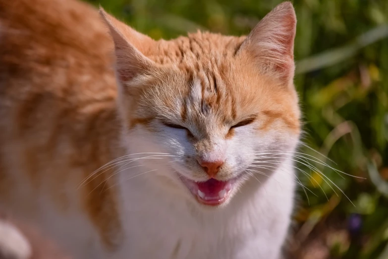 a close up of a cat with its mouth open, a picture, by Jan Rustem, having fun in the sun, crying eyes closed!, high resolution photo, expressive happy smug expression