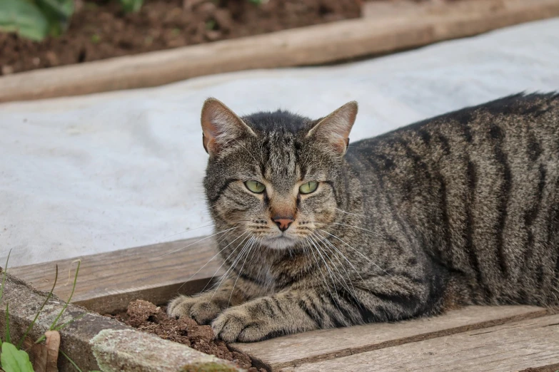 a cat laying on top of a wooden bench, a portrait, flickr, covered in sand, outdoor photo, portrait n - 9, old male