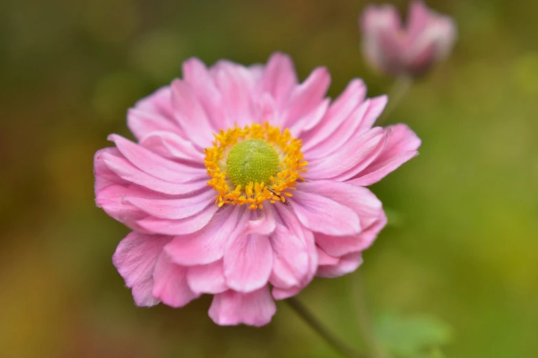 a close up of a pink flower with a yellow center, by John Gibson, anemones, depth of field, heaven pink, pink and green