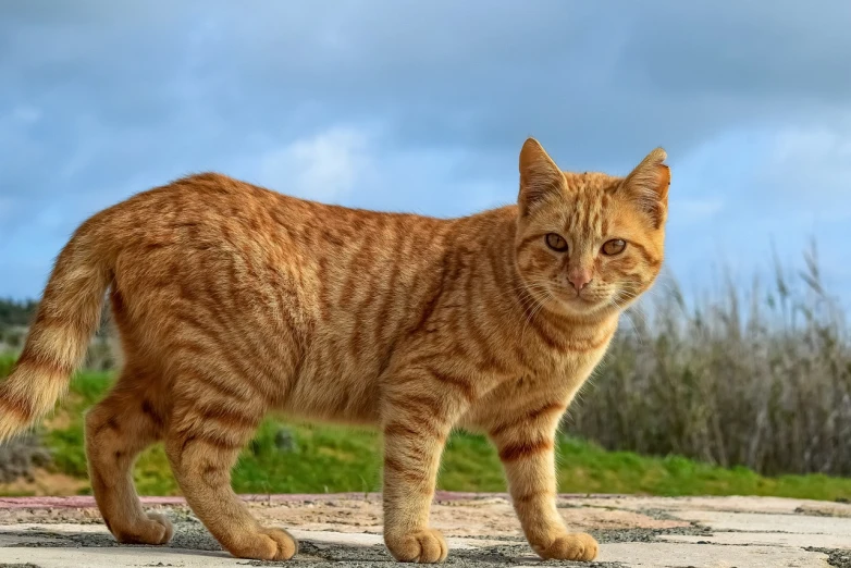 a cat standing on top of a cement slab, a portrait, by Edward Corbett, shutterstock, hdr detail, red head, stock photo, standing near the beach