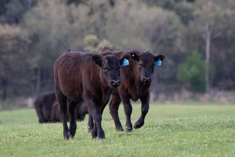 a couple of cows that are standing in the grass, a portrait, by Julian Hatton, shutterstock, black and blue, walking towards the camera, tx, full view with focus on subject