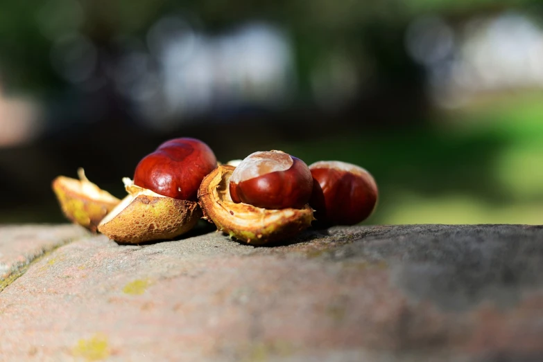 a couple of nuts sitting on top of a stone, a macro photograph, by Jan Rustem, crimson themed, city park, fruit, video