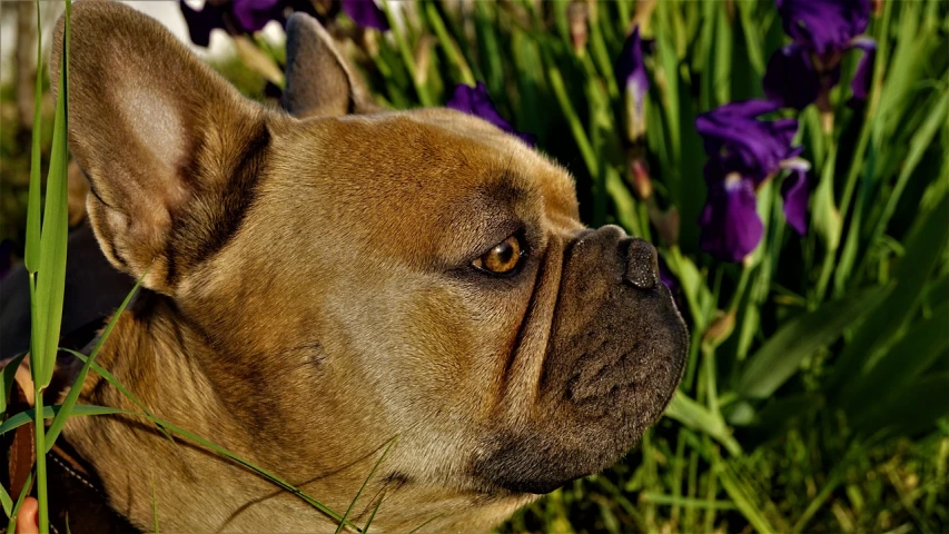 a close up of a dog in a field of flowers, by Jan Rustem, flickr, french bulldog, hdr detail, close - up profile face, wrinkly