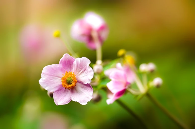 a close up of a flower with a blurry background, a tilt shift photo, romanticism, anemones, bokeh photo