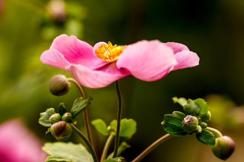 a close up of a pink flower with green leaves, by Bernardino Mei, flickr, himalayan poppy flowers, elaborated depth of field, accurate and detailed, excellent composition