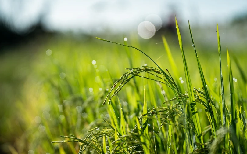 a close up of some grass in a field, a picture, by Thomas Häfner, pixabay, realism, malaysia with a paddy field, focus on droplets, sunny morning, farming