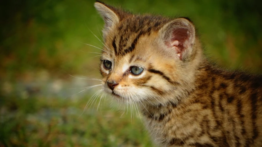 a small kitten standing on top of a lush green field, a picture, by Edward Corbett, flickr, close up head shot, sand cat, very beautiful cute catgirl, profile close-up view