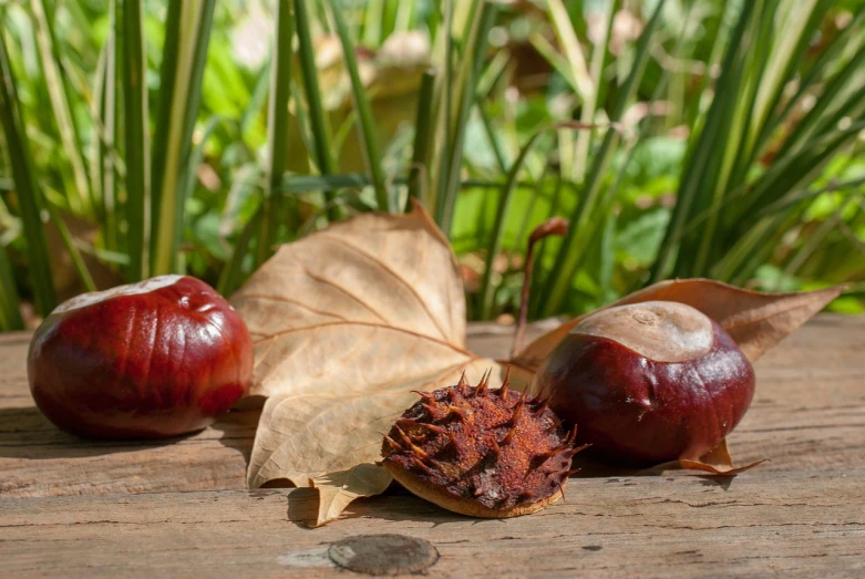 a couple of chestnuts sitting on top of a wooden table, a portrait, by Zahari Zograf, pixabay, hurufiyya, leaves in foreground, chip 'n dale, in the autumn forest, high detailed