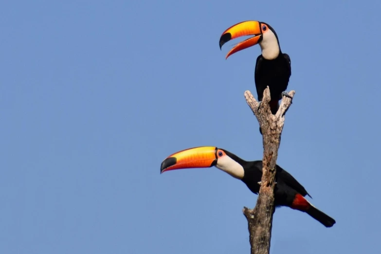 a couple of birds sitting on top of a tree branch, by Dietmar Damerau, flickr, 6 toucan beaks, wallpaper - 1 0 2 4, birds on sky, big beak