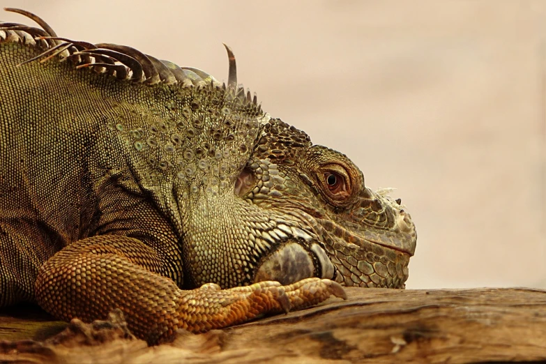 a close up of a lizard on a tree branch, by Werner Gutzeit, pixabay, iguana, resting after a hard fight, a wooden, highly detailed muted colors