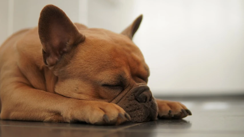 a dog that is laying down on the floor, by Eva Gonzalès, pexels, renaissance, with closed eyes, caramel, photograph credit: ap, tired half closed