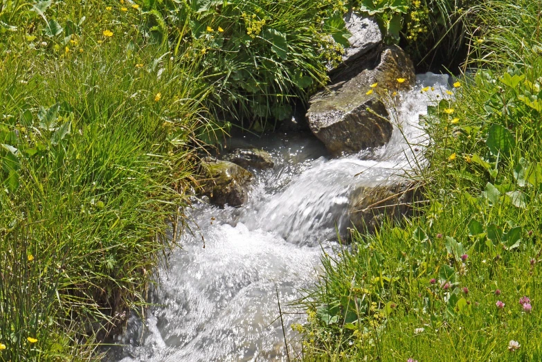 a stream of water running through a lush green field, a picture, by Hans Fischer, flickr, figuration libre, mountain water, sparkling in the flowing creek, flowers around, high res photo