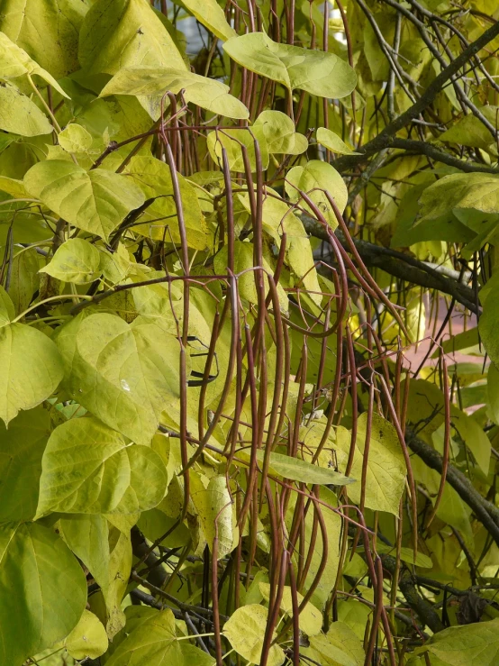 a bird sitting on a branch of a tree, by David Burton-Richardson, flickr, art nouveau, overgrown ivy plants, mesh roots. closeup, beans, close up of iwakura lain