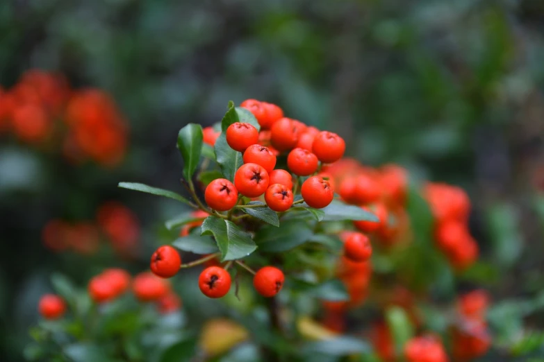 a close up of a bunch of red berries, by Karl Völker, hurufiyya, avatar image, orange and green power, jin shan, 🍁 cute